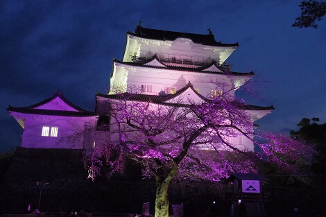 小田原城をバックに夜桜のライトアップ
